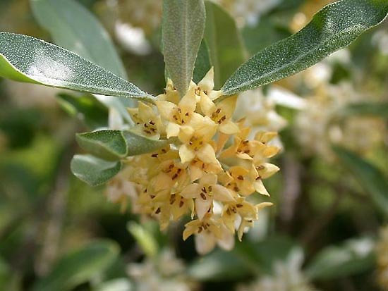 Elaeagnus x ebbingei